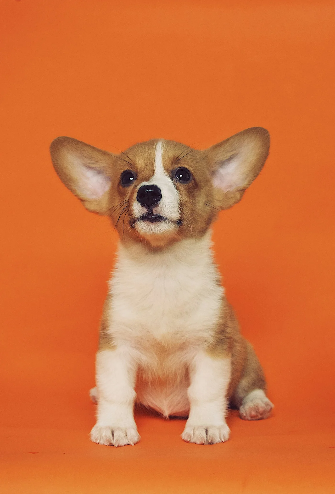 About All Creatures Veterinary Center