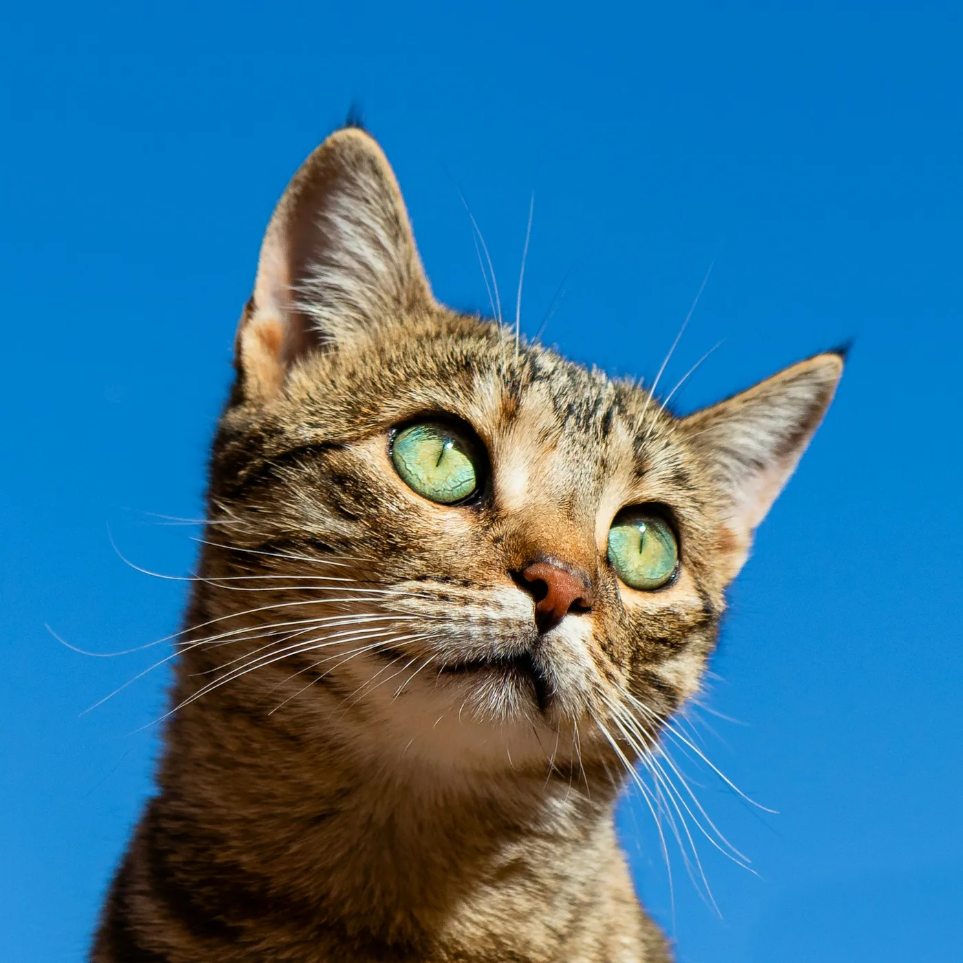 Vaccinations - Veterinary Services